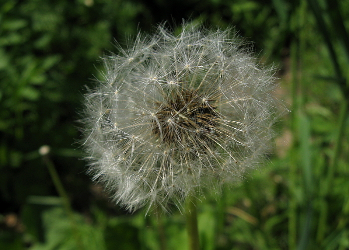 Толстые щеки